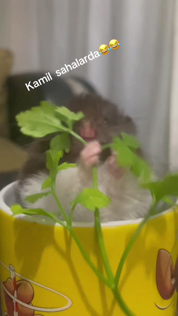 @😱BEN YAPMADIM BEN SU&Ccedil;SUZUM😱