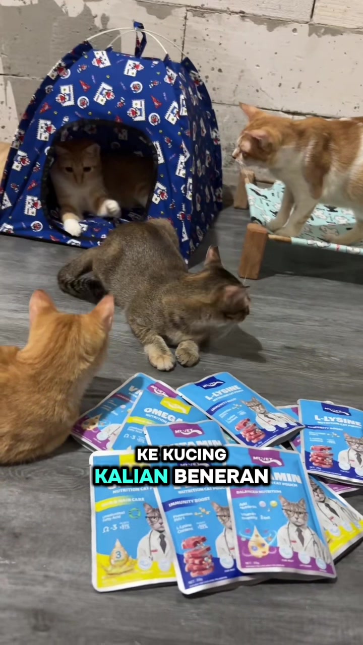 @BUMI ANABUL😺