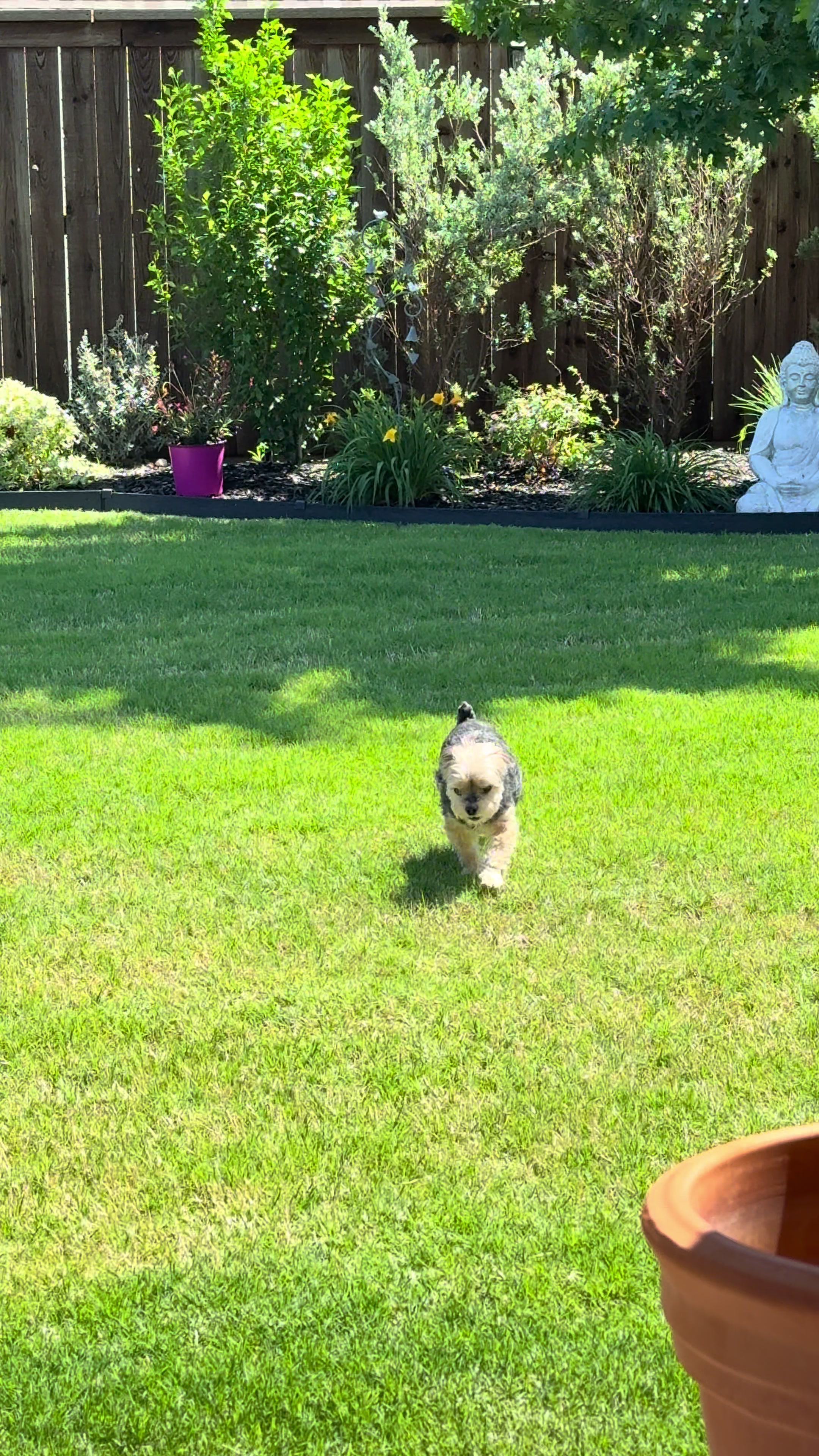 @My_4_Yorkies