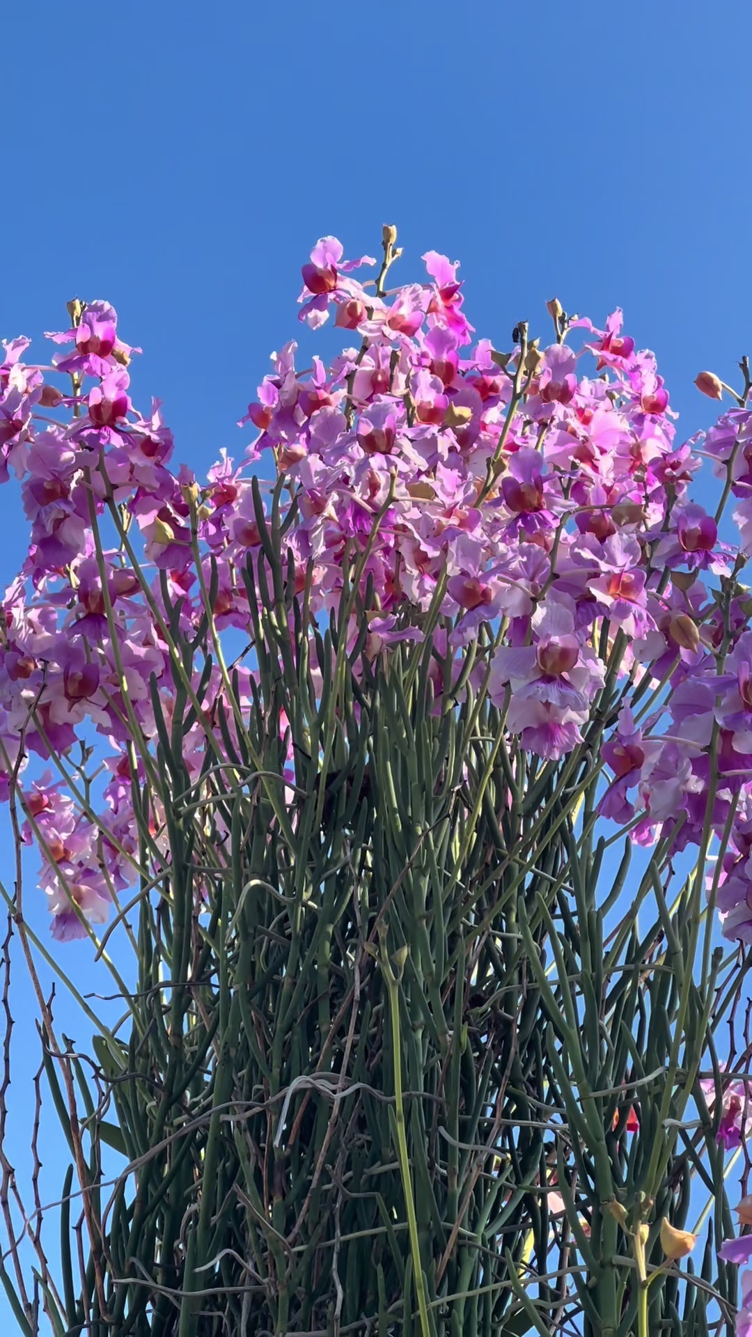 @Migs | Orchids ๐ธ