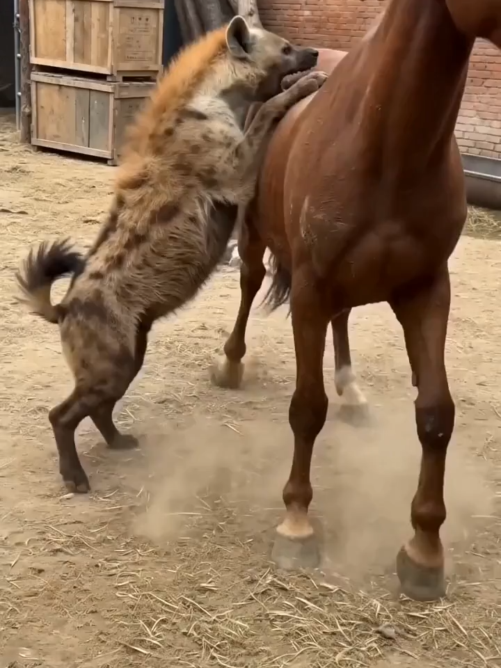 @NutsyFarm