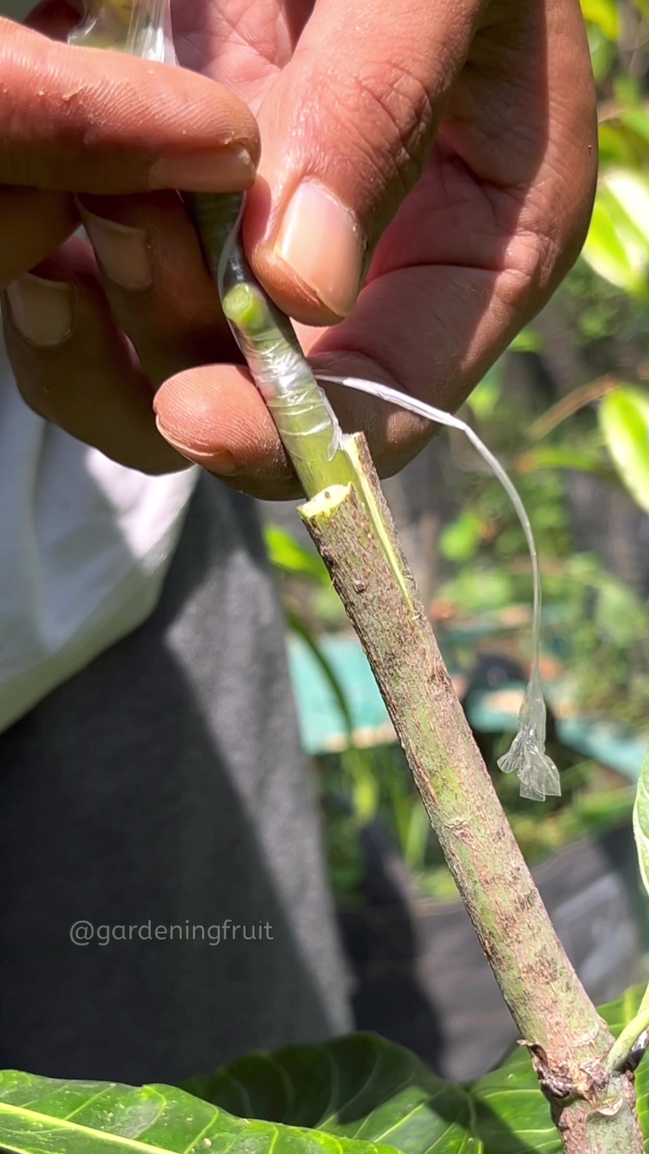 @GardeningFruits