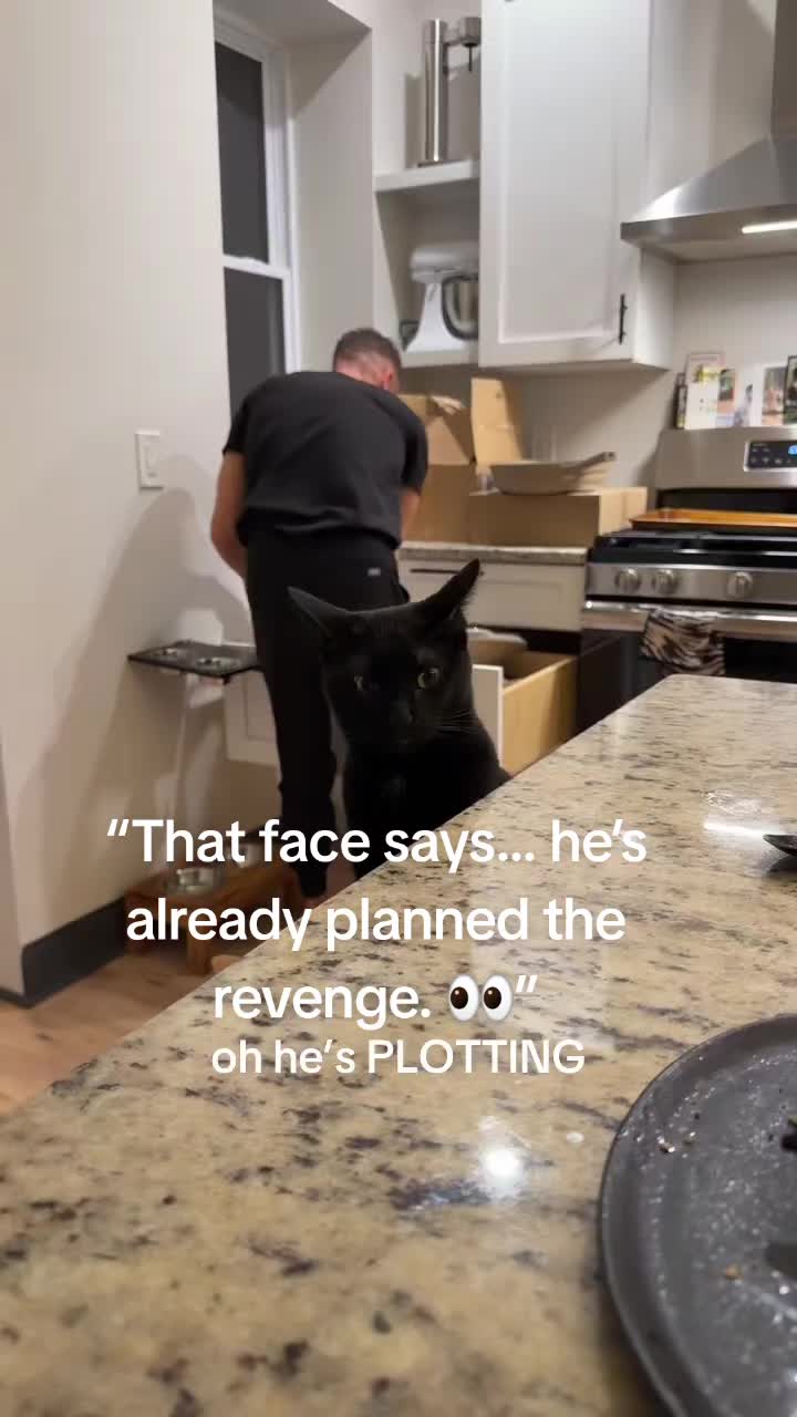@Cat Verdict