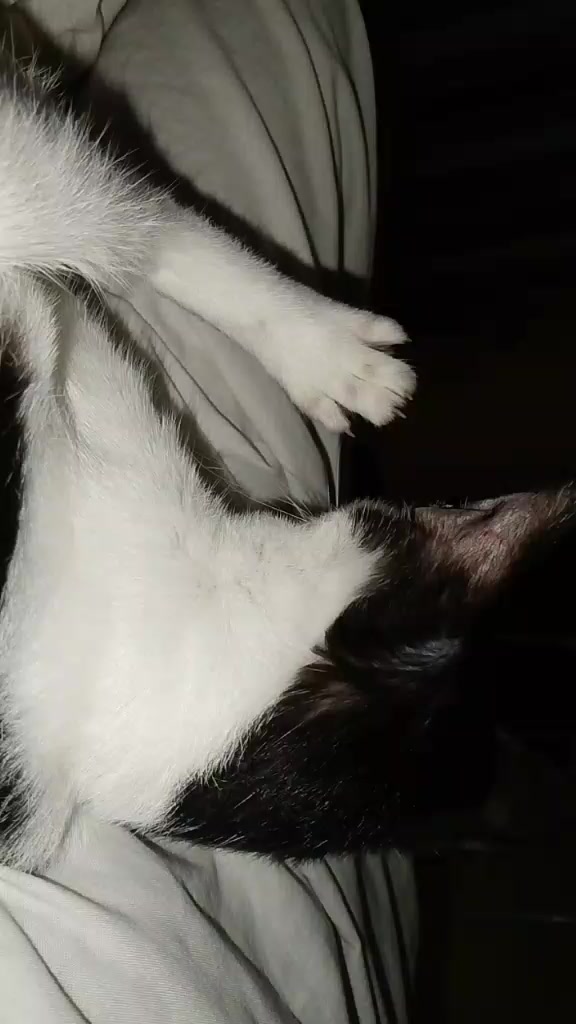 @sny meow🐈