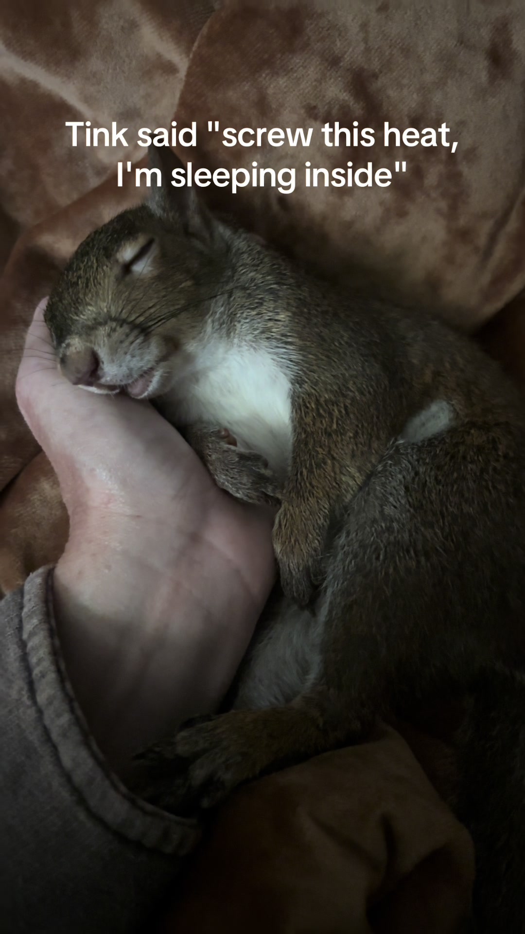 @Sarahsquirrels43🐿️