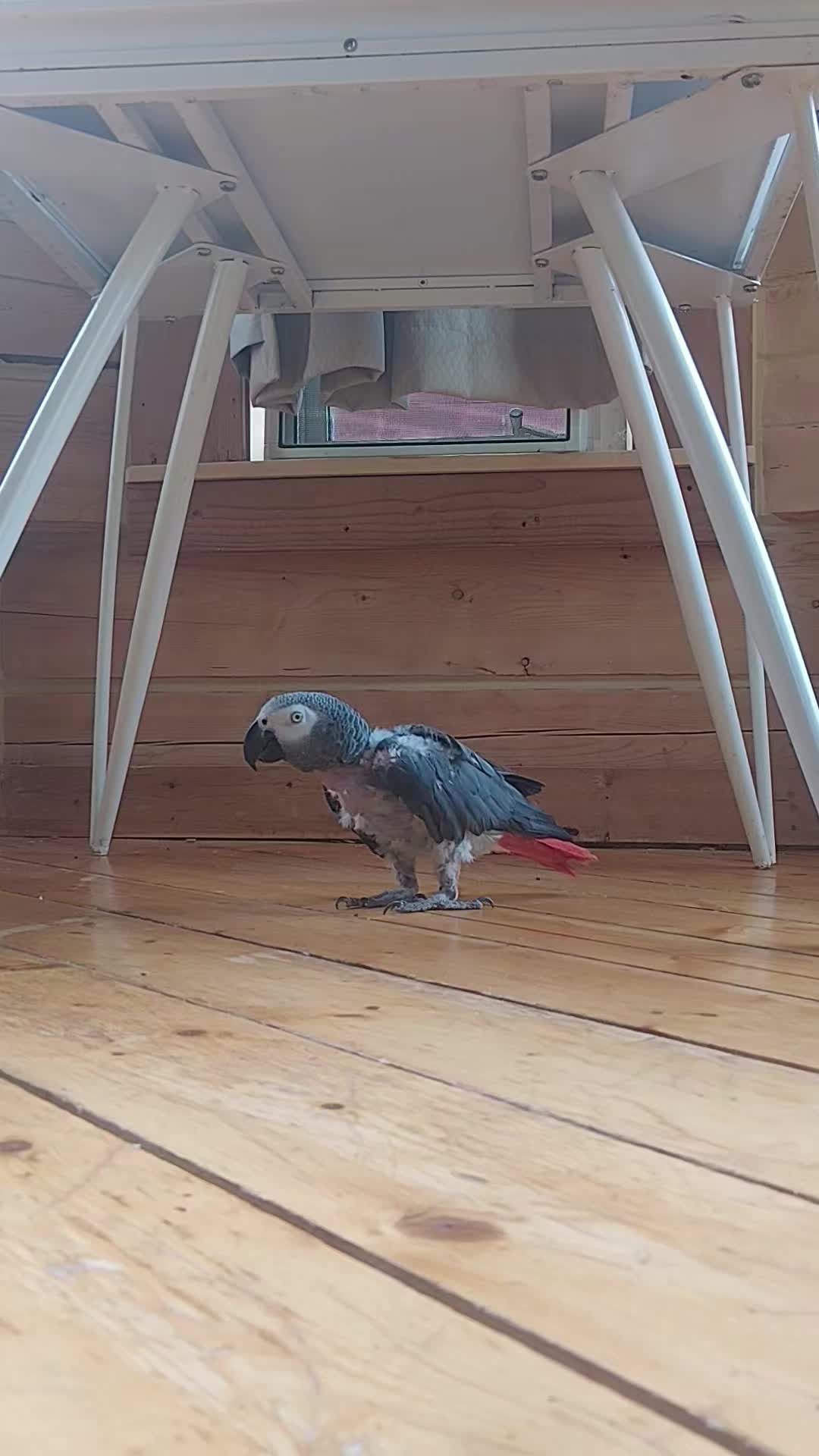 @Aura’s Ark