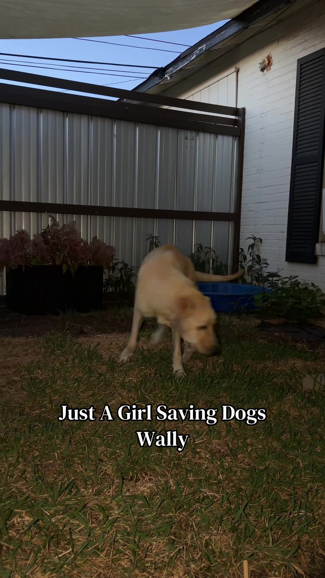 @Just A Girl Saving Dogs