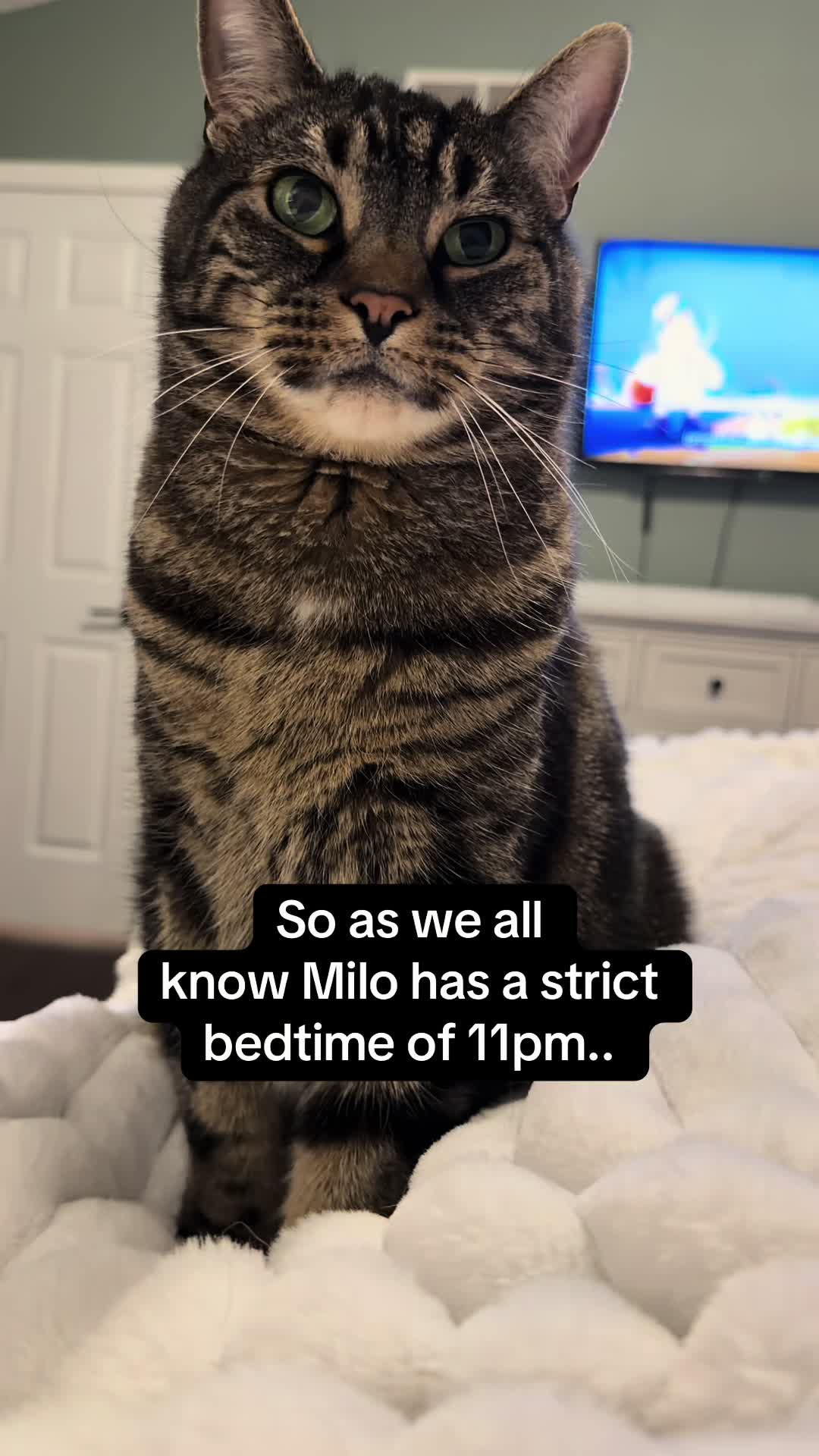 @Milo The Chonk