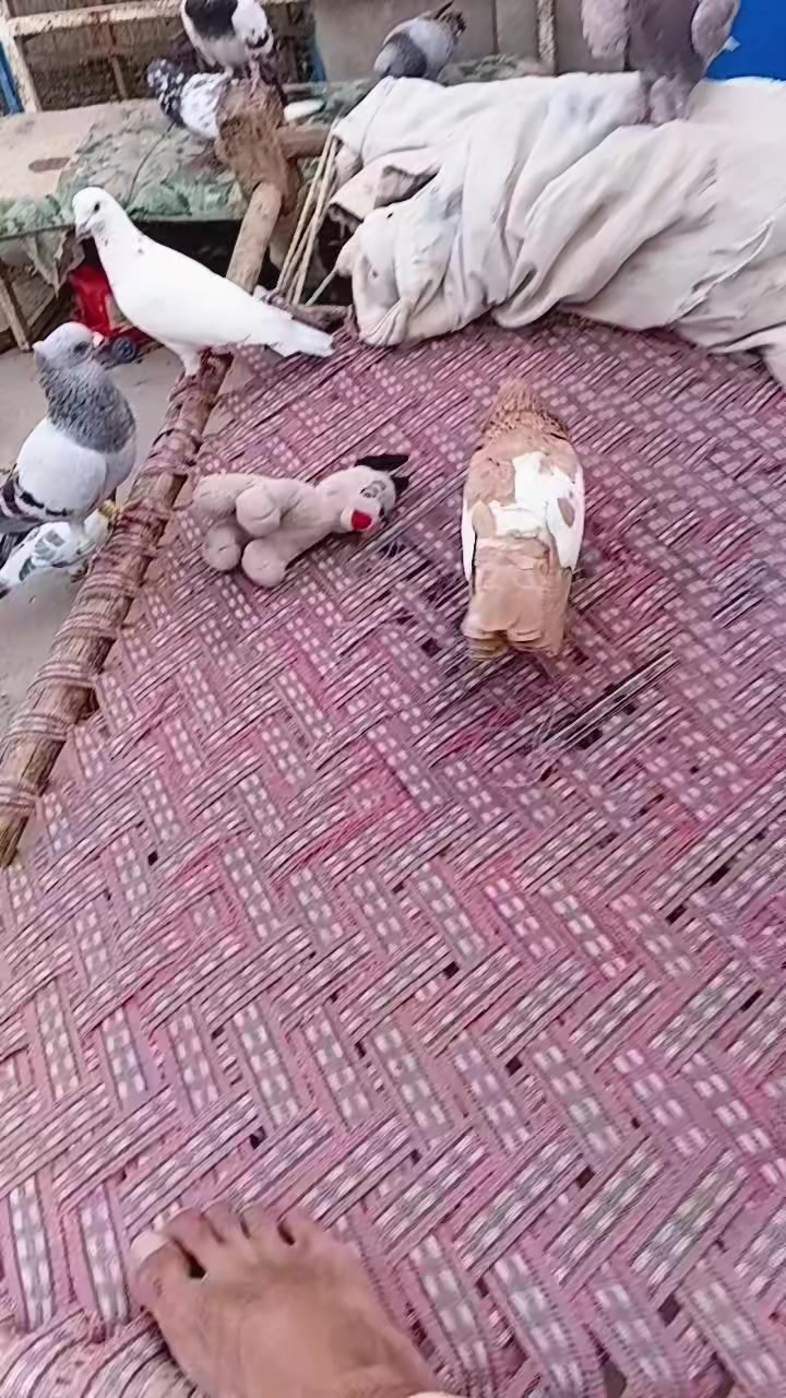 @Aleehaider990