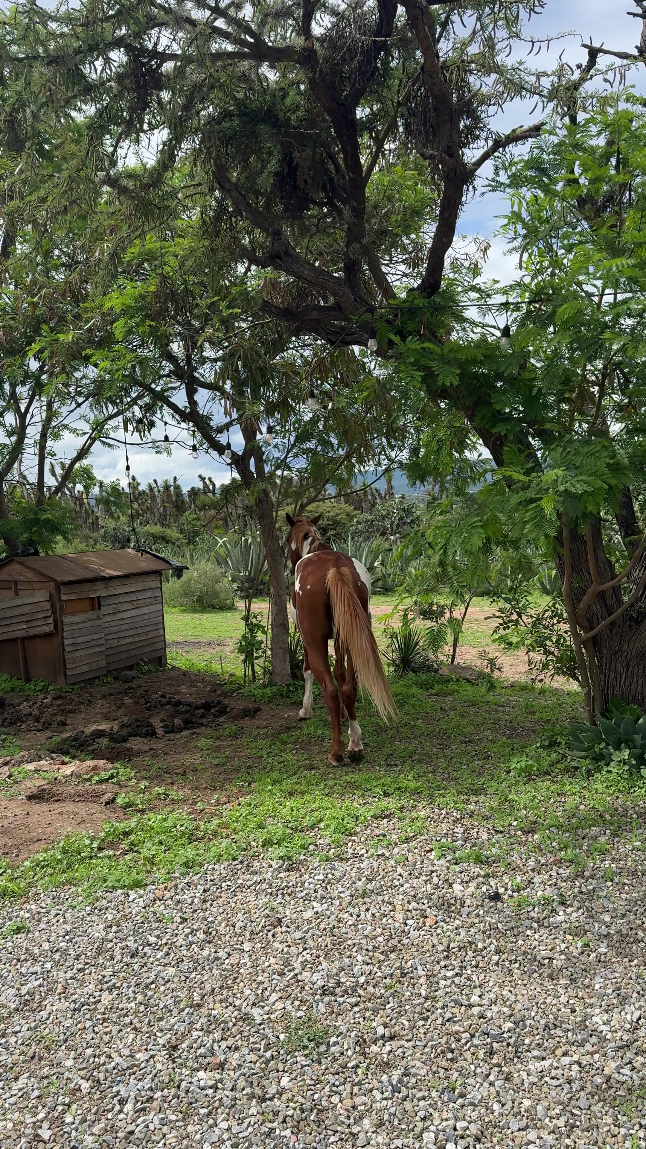 @Dario Olvera Ranch