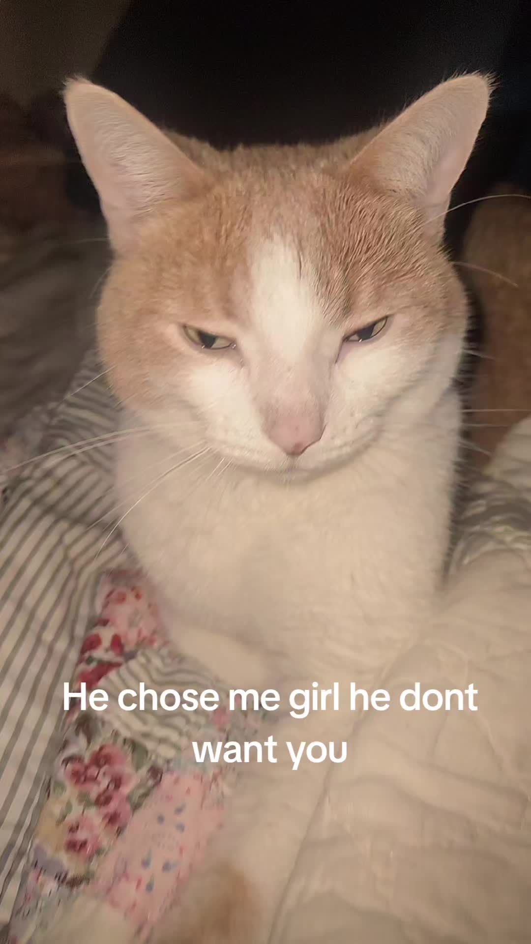 @Cute_kitty