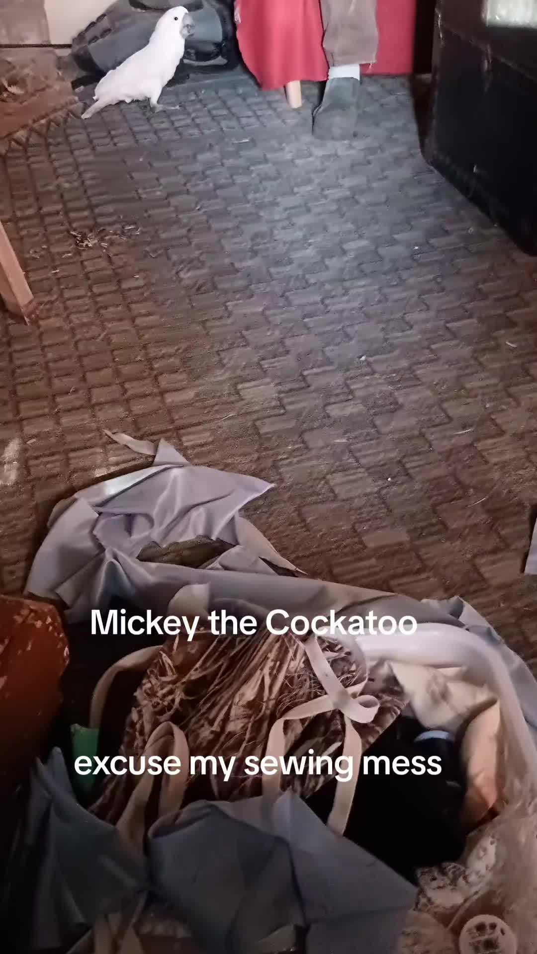 @Suzy the Cockatoo