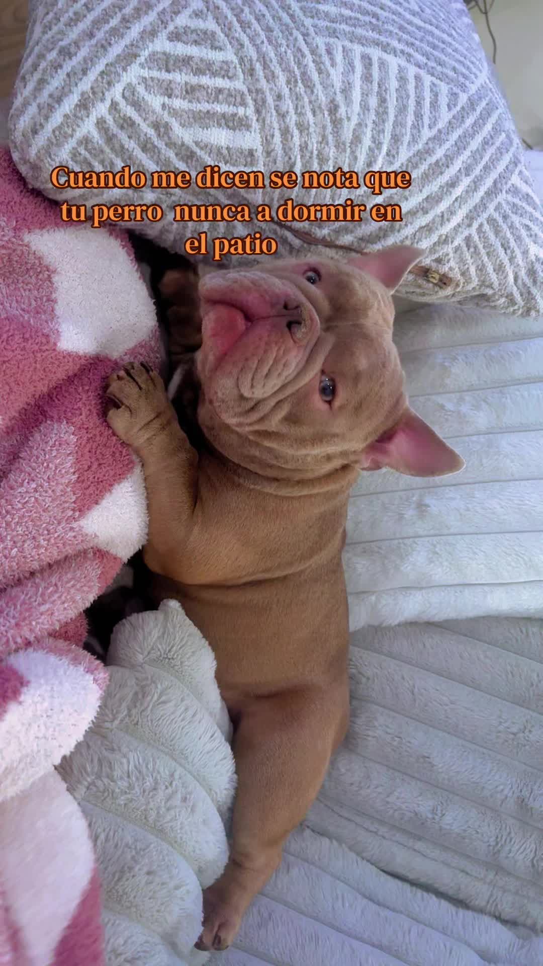 @DollyScorpion