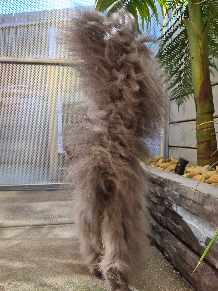 @Ragnar the Maine Coon 🐈