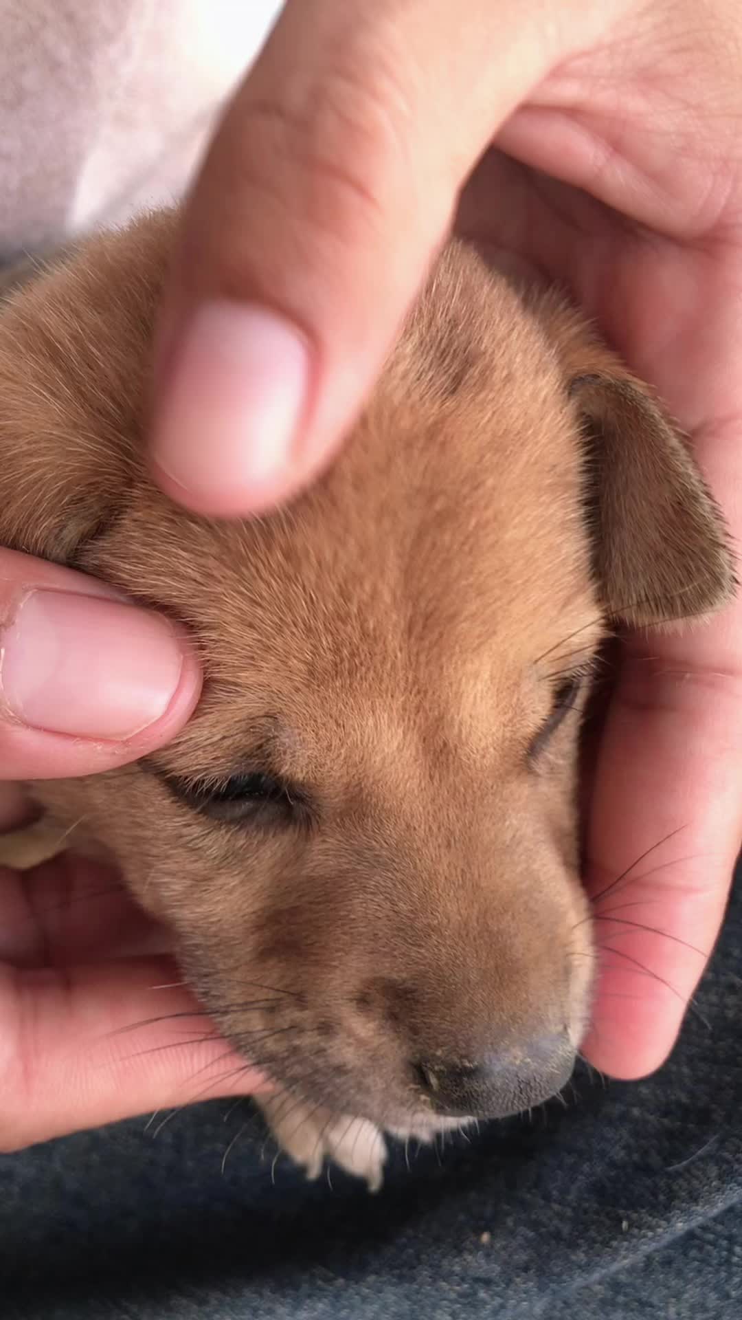 @lice puppy lovers