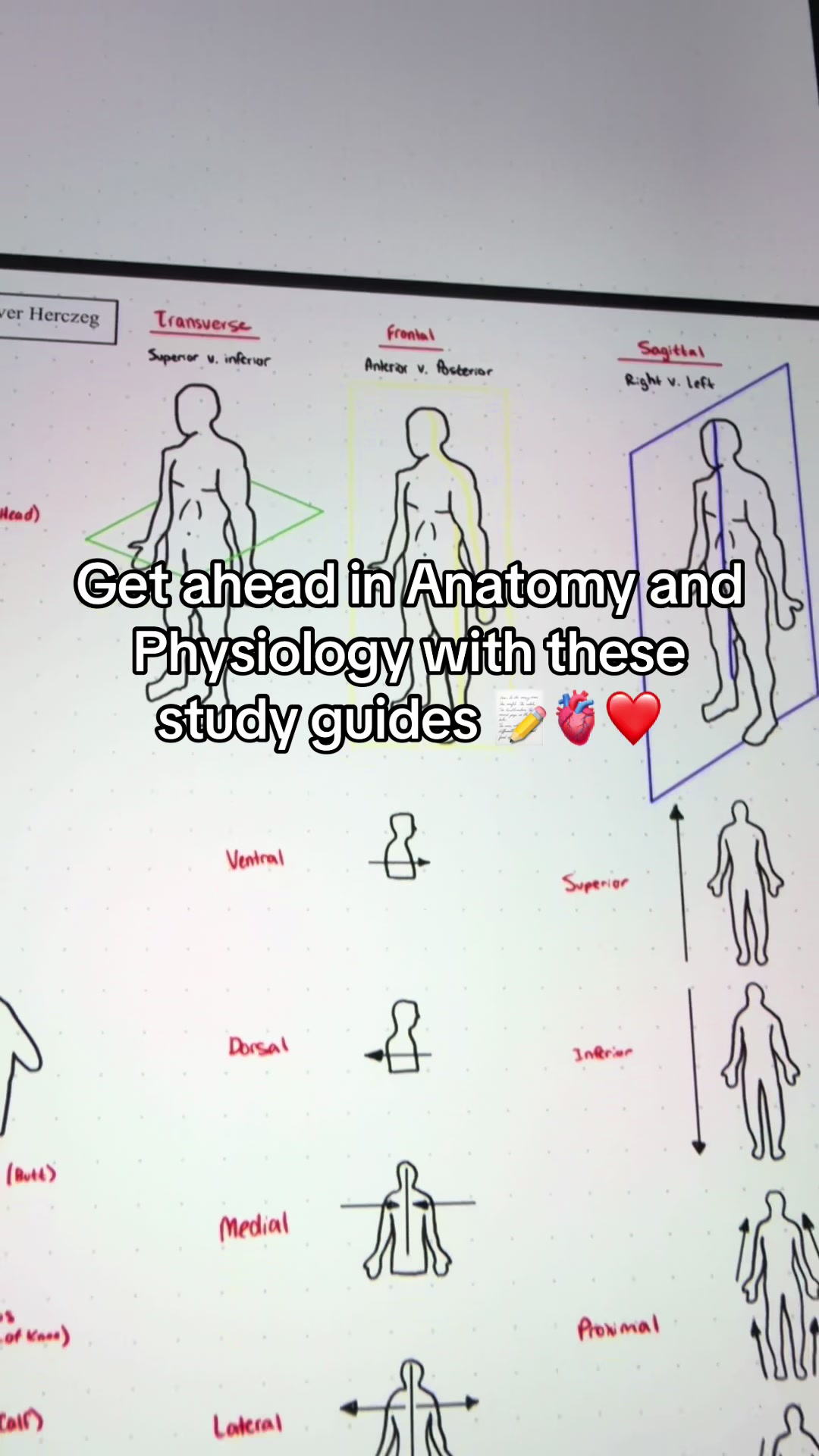 @Ollie | Anatomy & Physiology