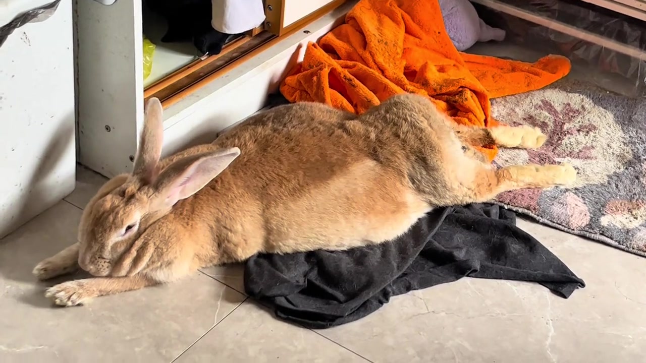 @RabbitNow19