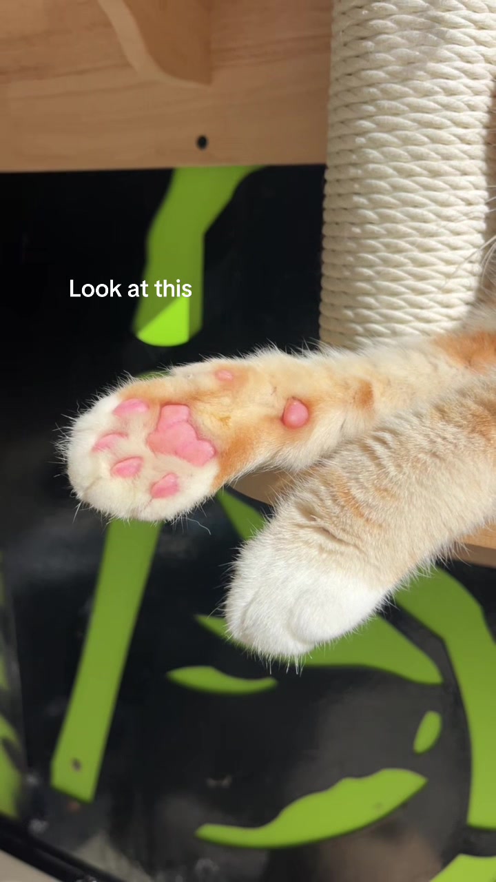 @crazycatcafe