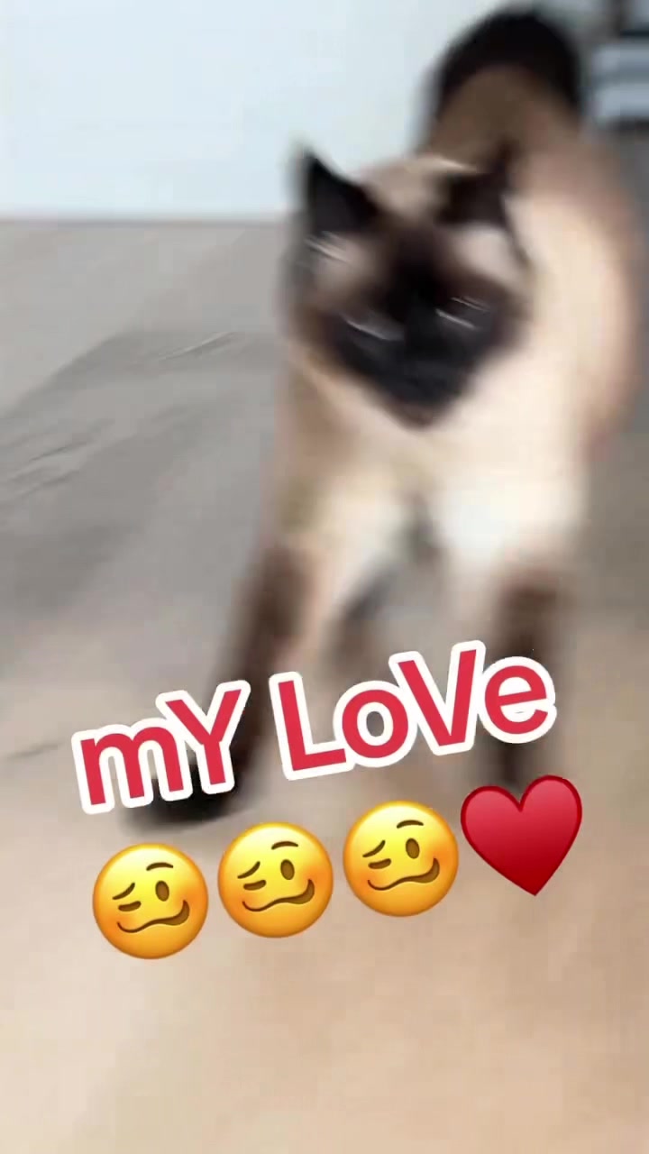 @Merv The Cat