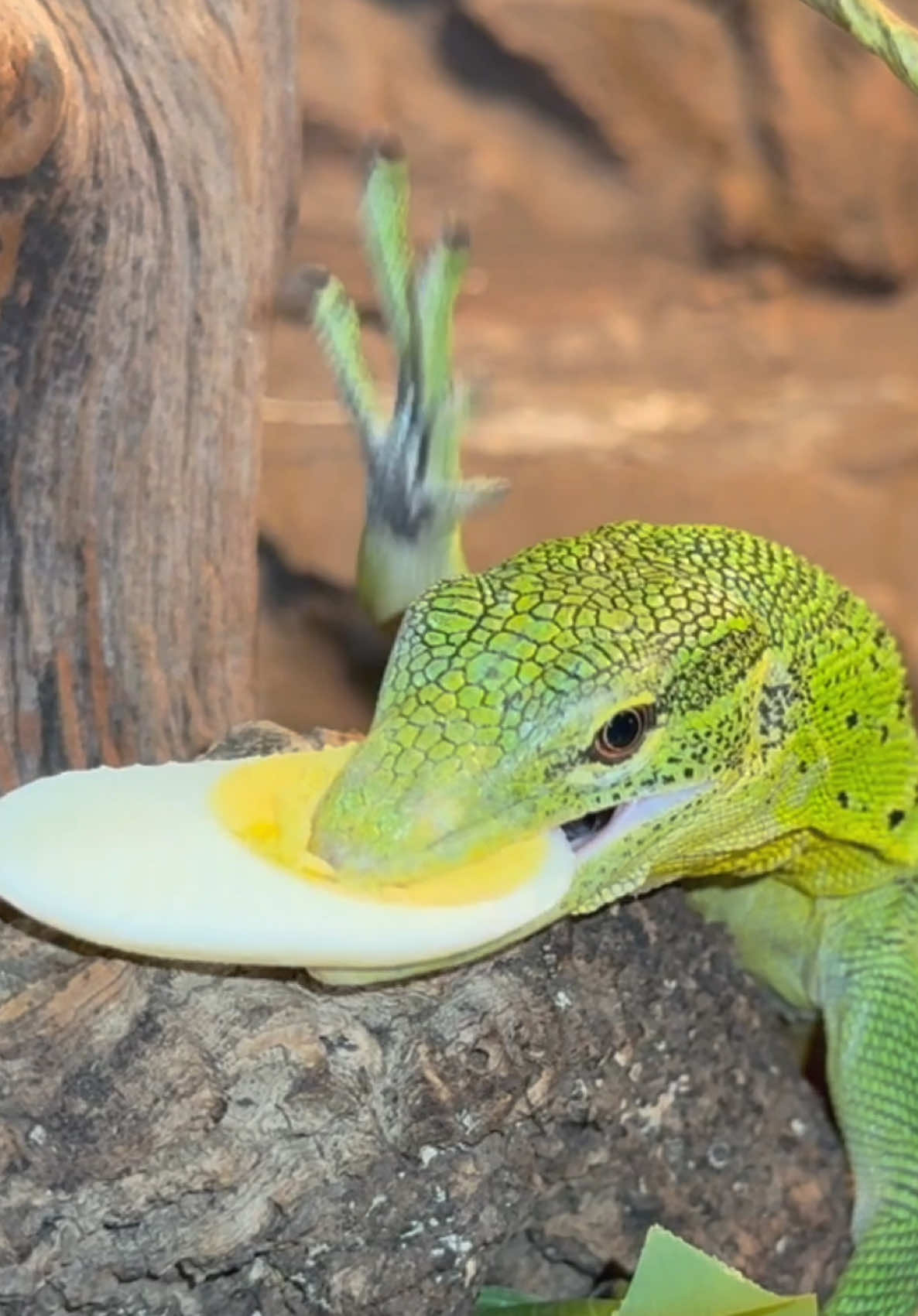@Tommys_reptiles