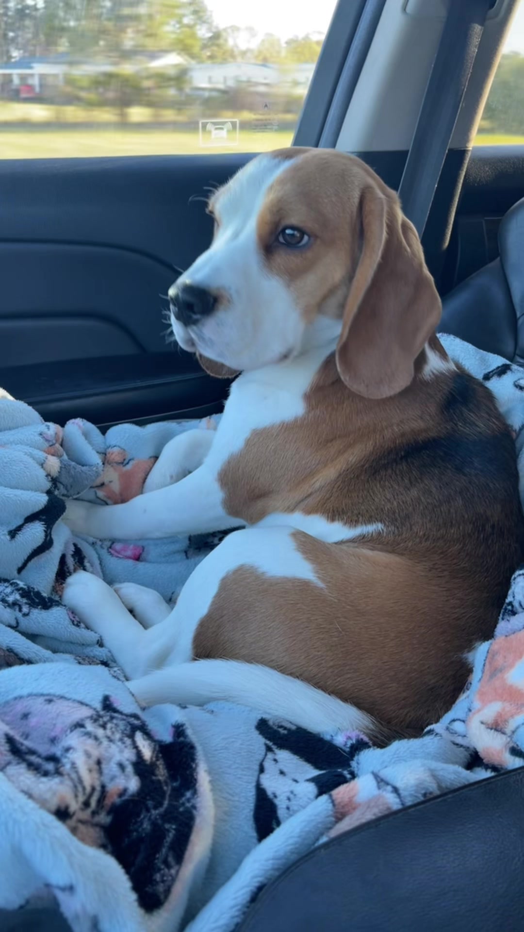 @Bogey the Beagle