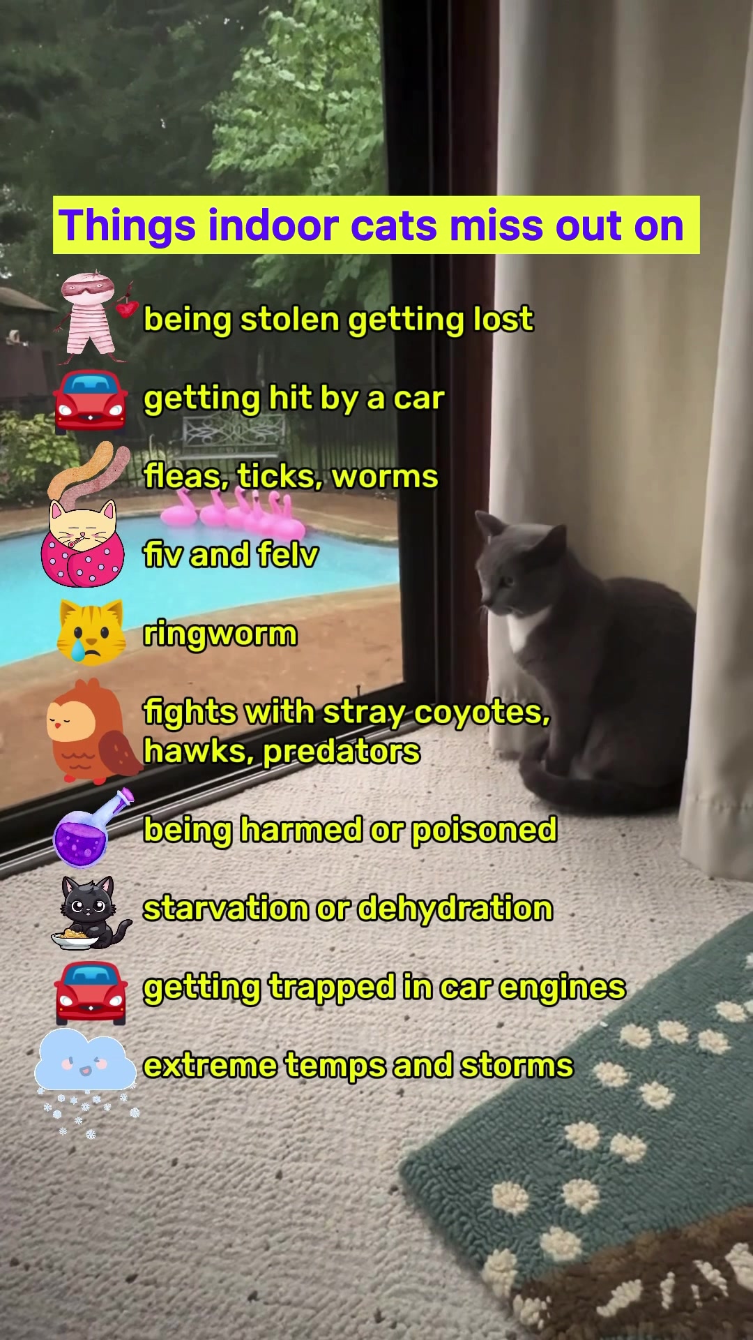 @purrfectinfluencer