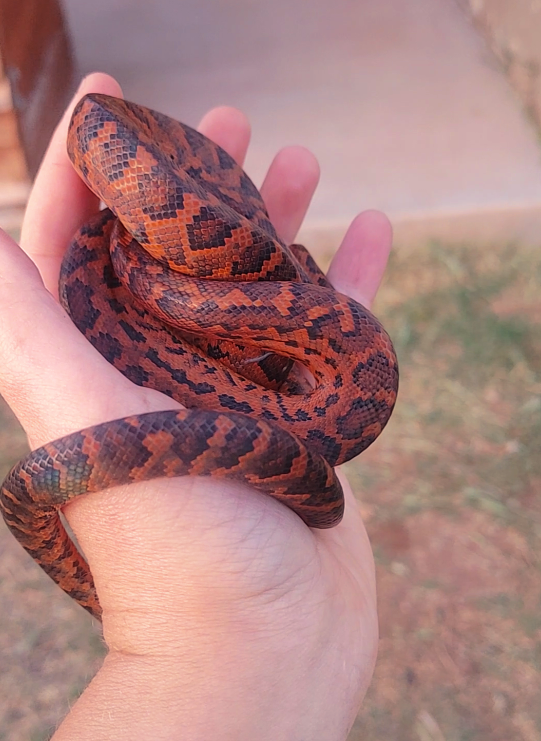 @SnekDice