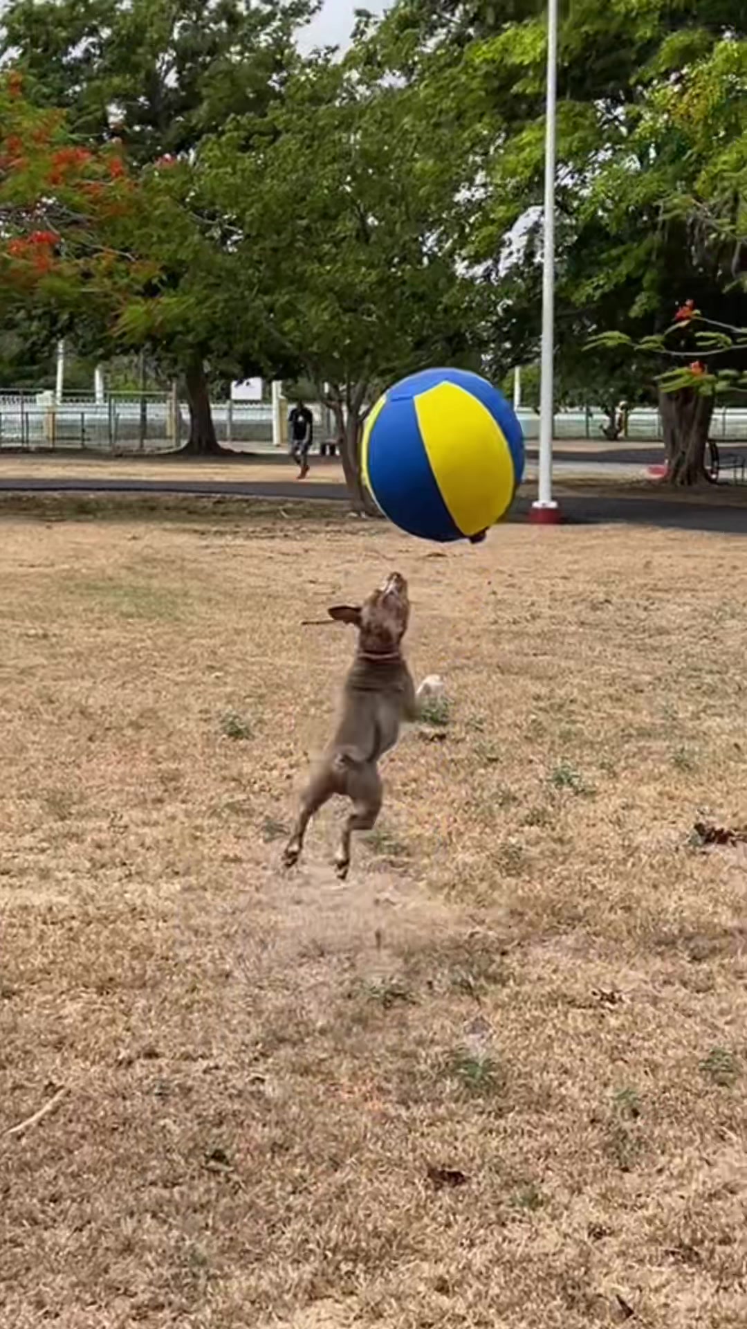 @Thor El Pitbull
