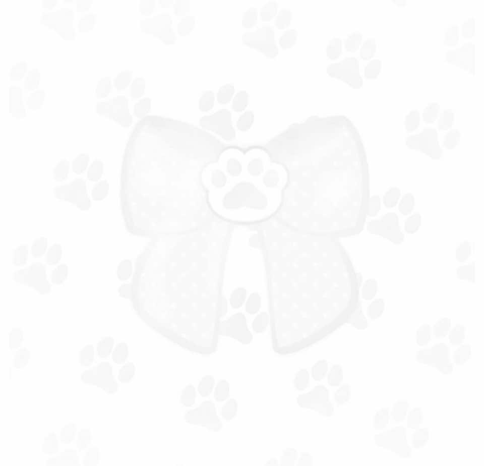 @₊˚pawsui𓈒 ۪!𖾕𖾝꙼ᩚ𛲕𖾟