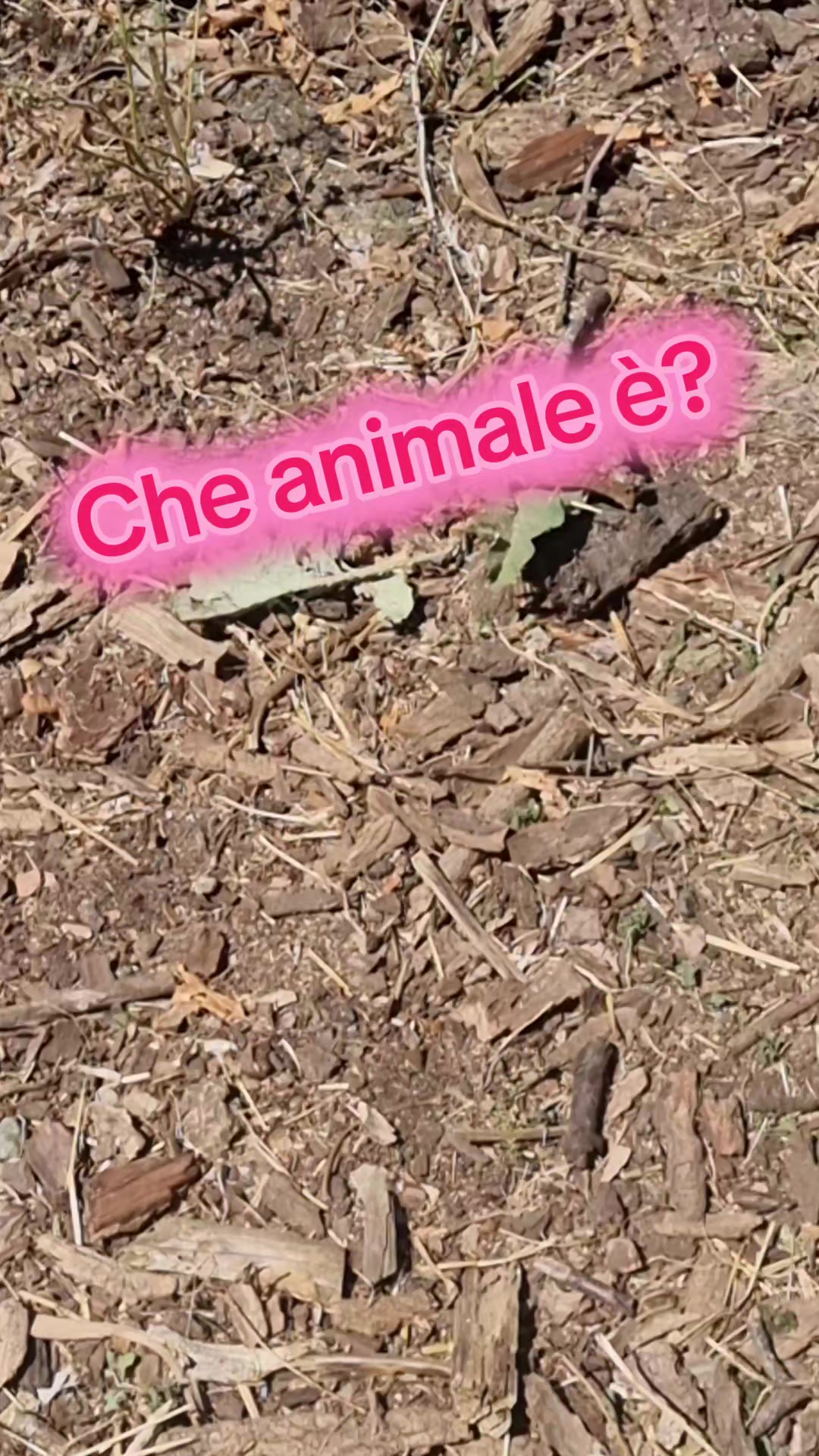 @Il leone e la gallina
