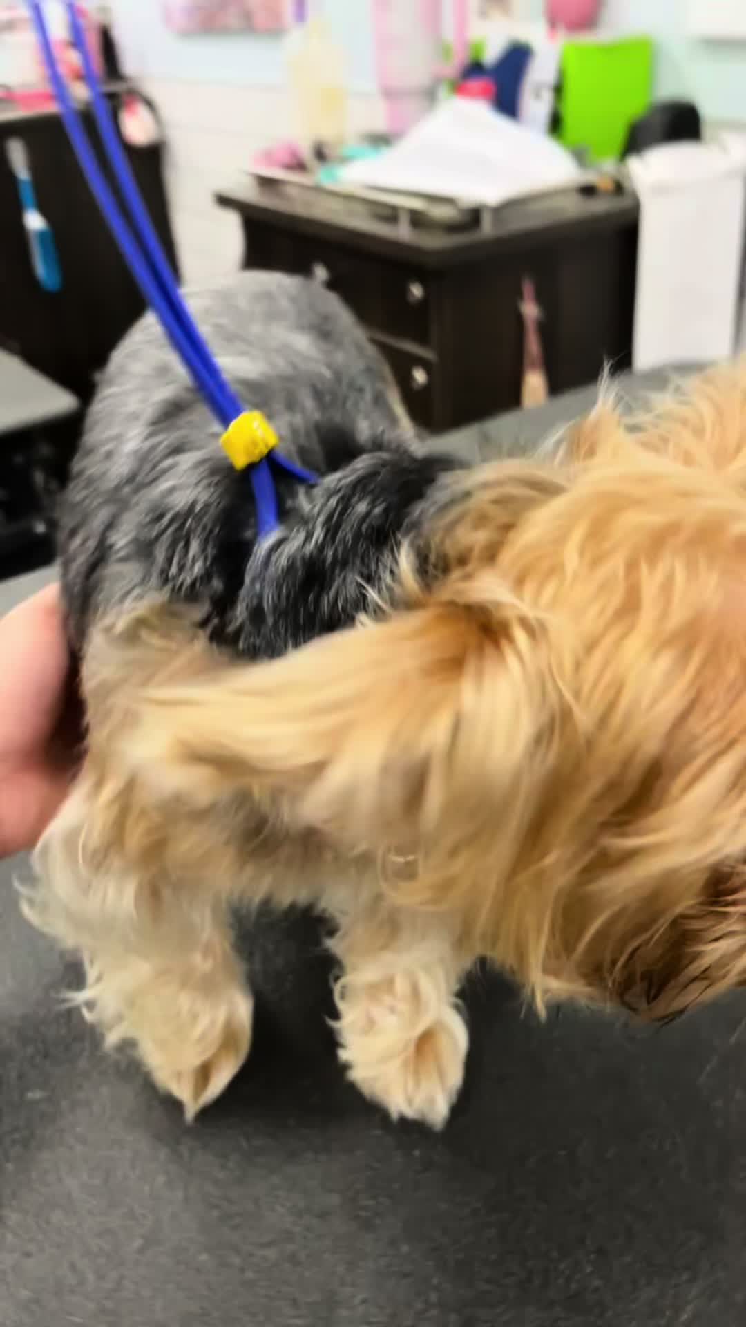 @desilynns_dogs