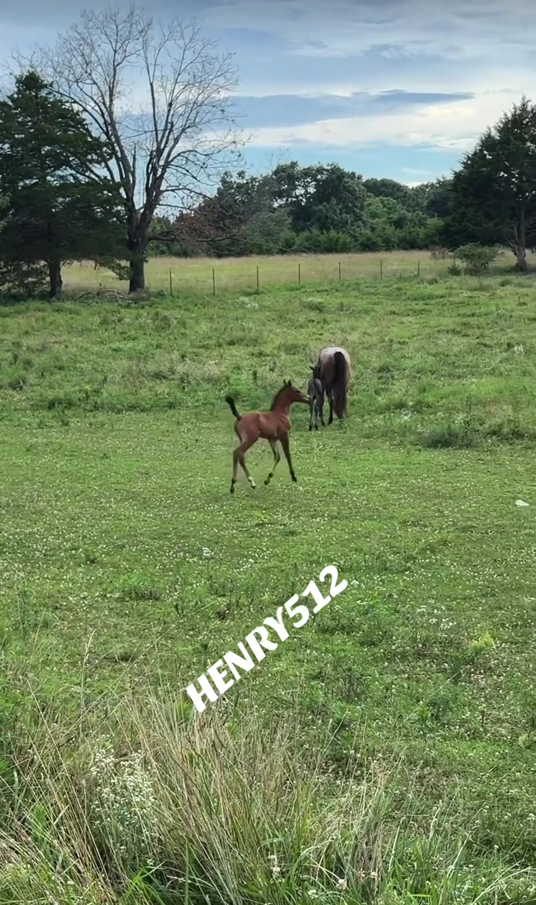 @HENRY512