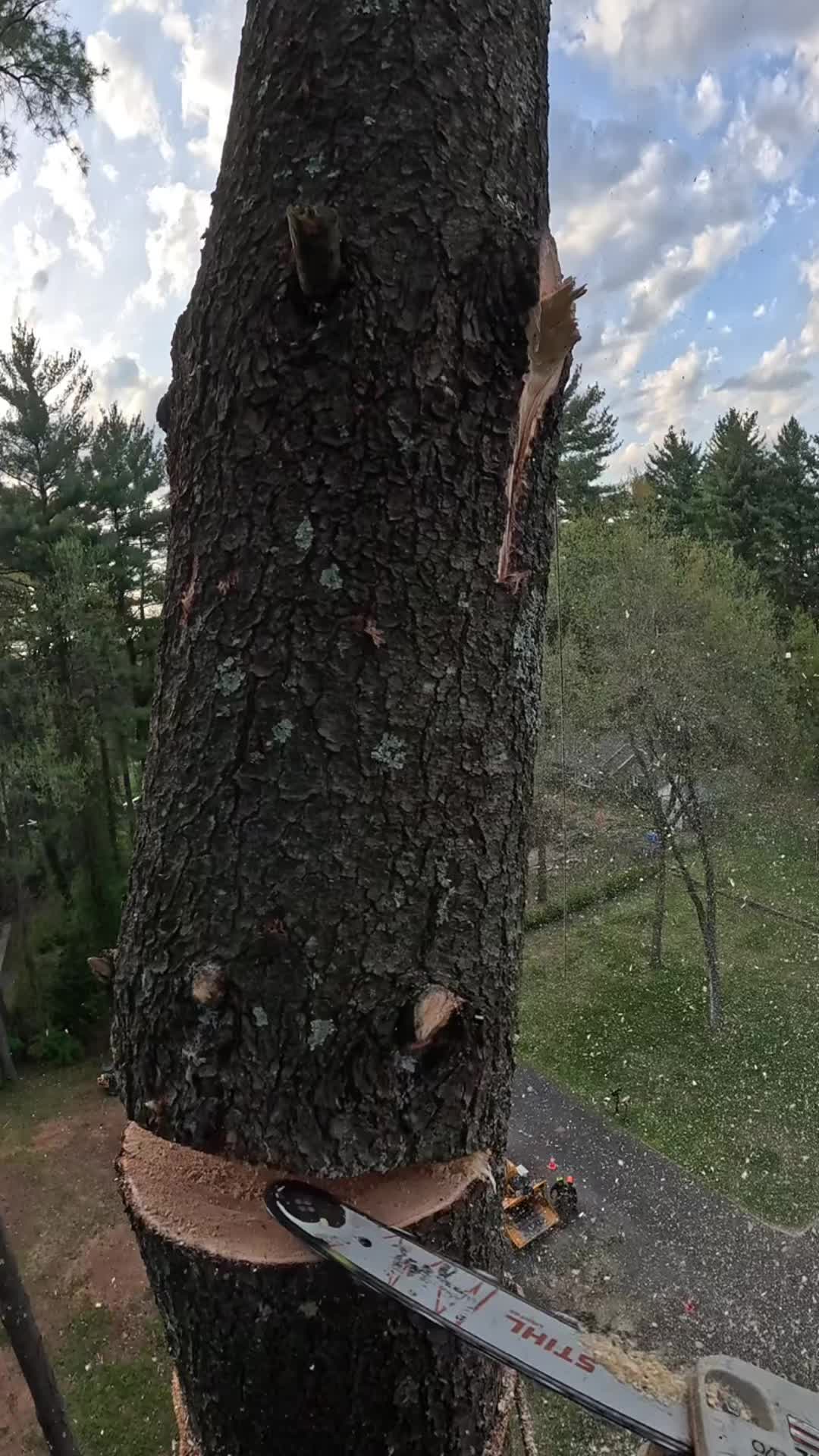 @Gansito plus 🪵🌳