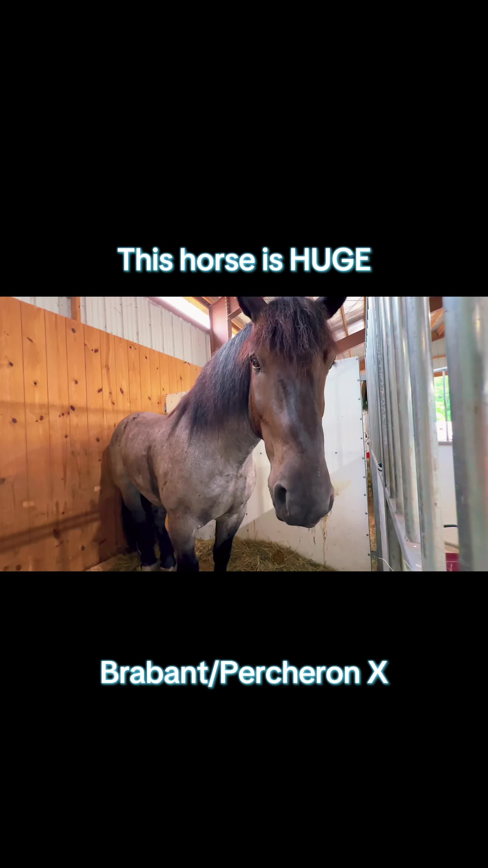 @Free Spirit Equestrian