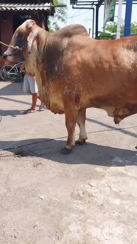 @𝐓𝐢𝐚𝐧 𝐍𝐨𝐛𝐢𝐭𝐚 𝐒𝐑✨💫