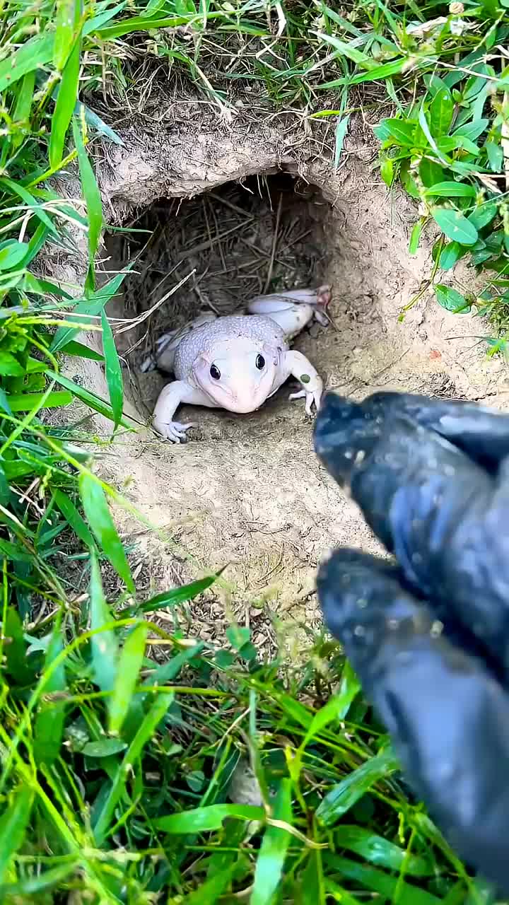 @frog official