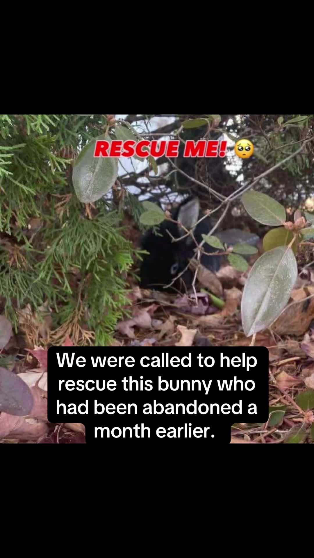 @Romeo Rabbit Rescue