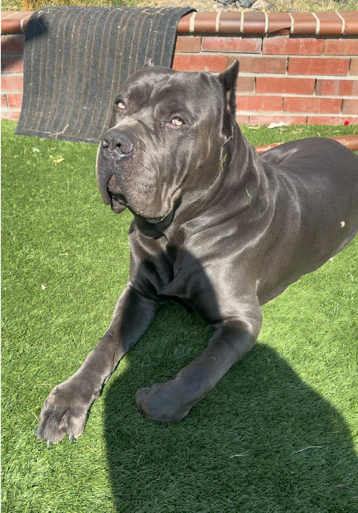 @Alistair the Cane Corso