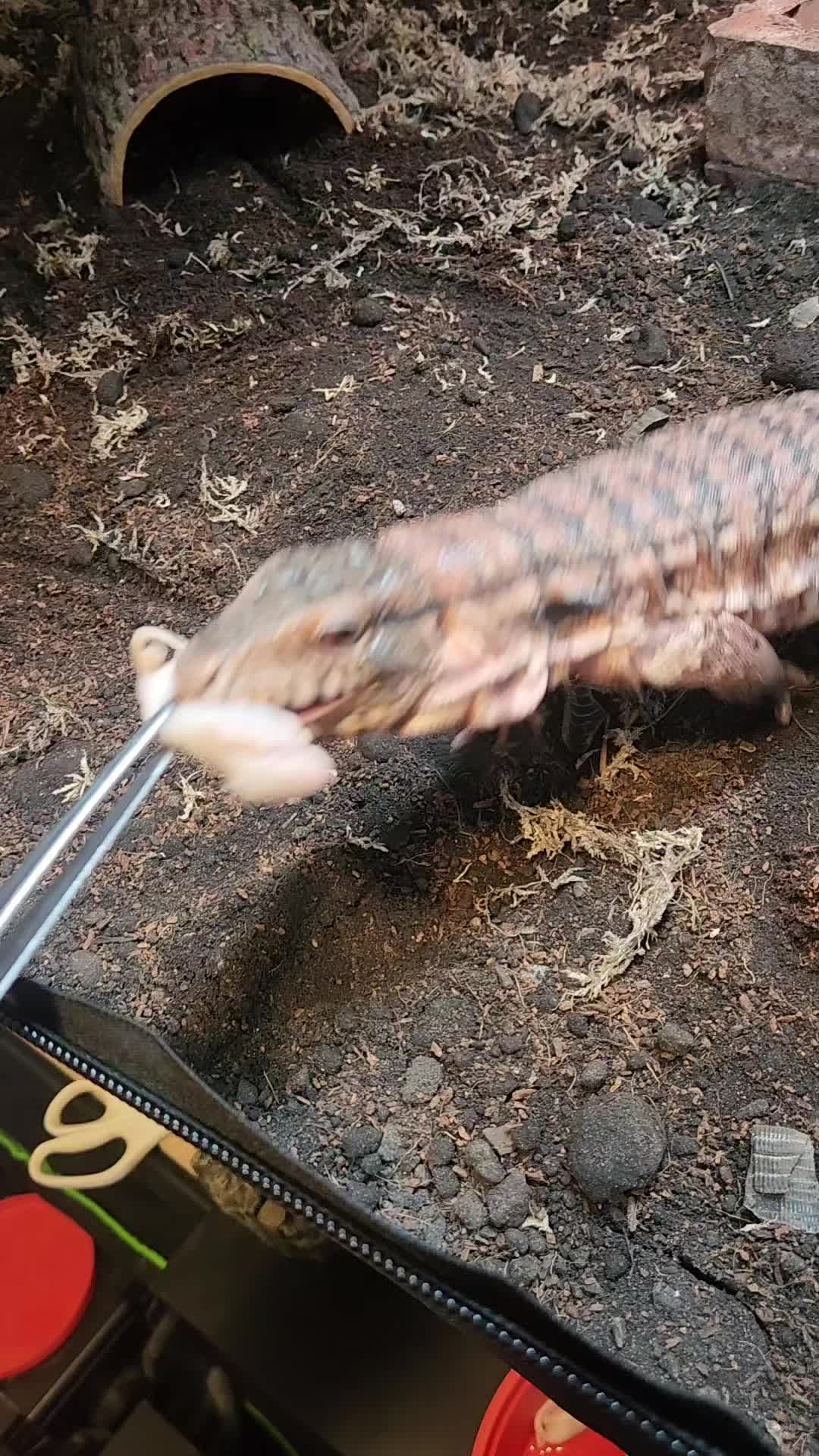 @Ballard’s Reptiles