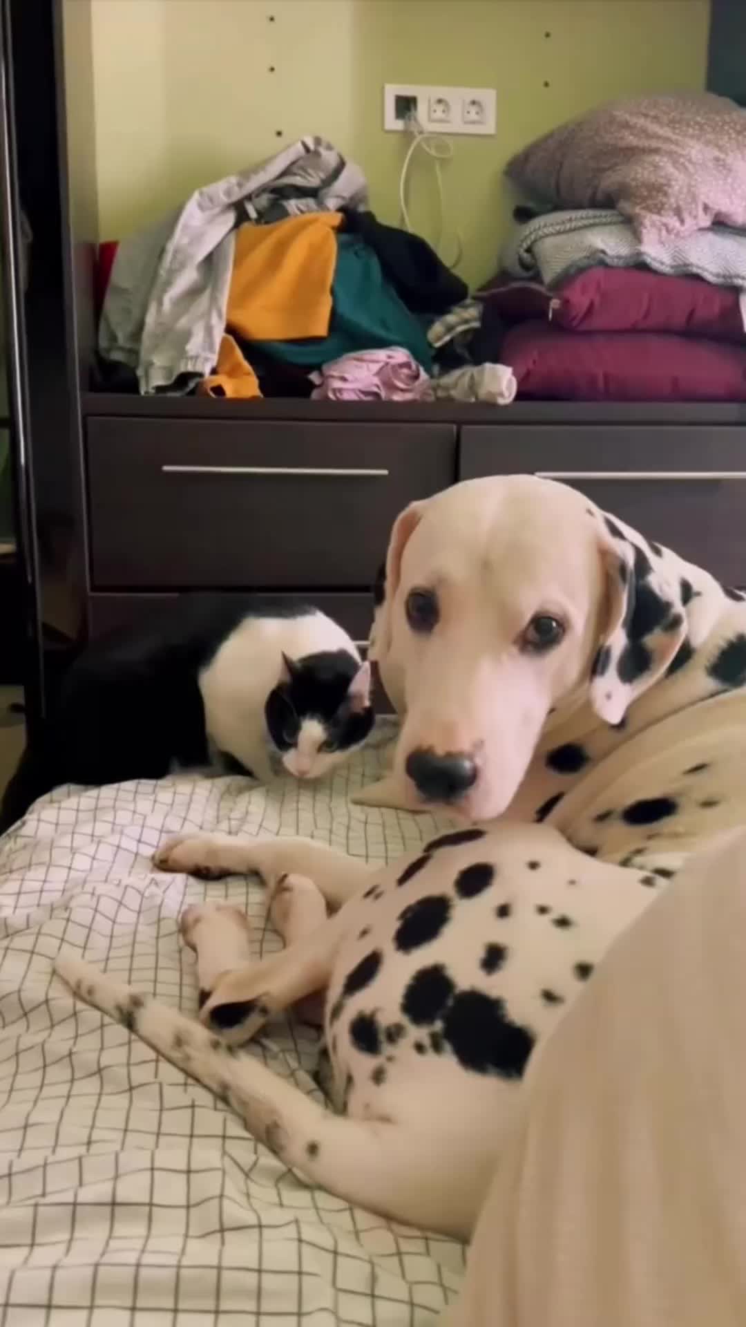 @Cute Pets TV