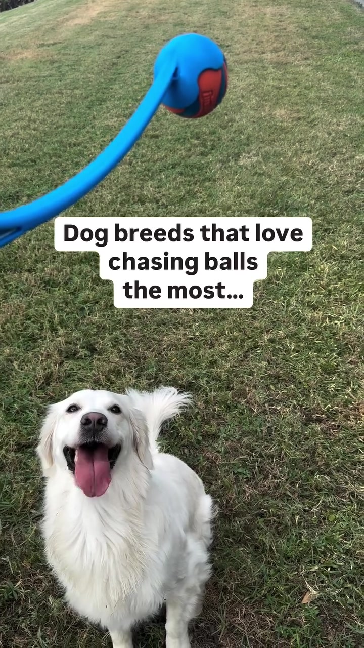 @PetFitness