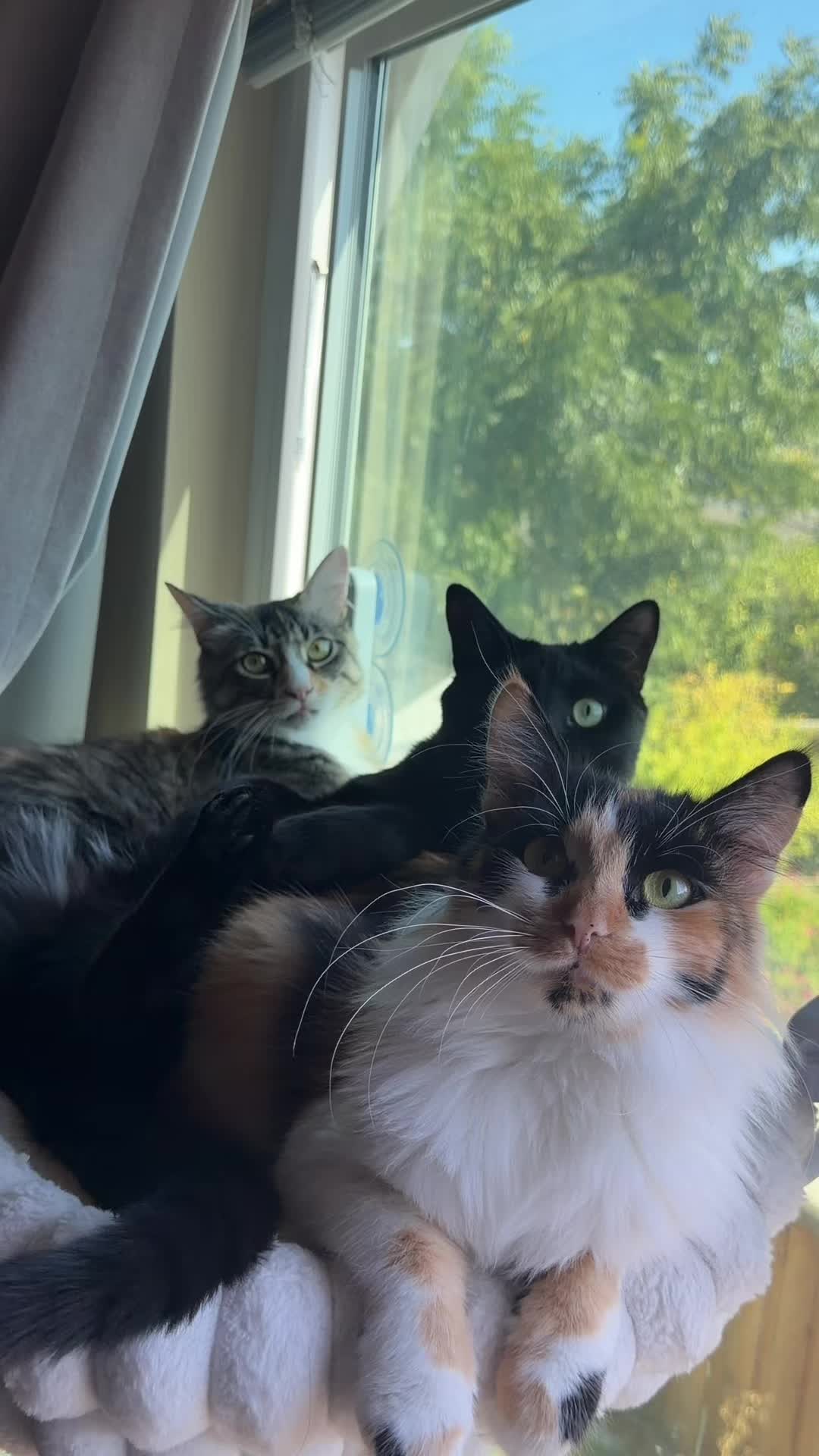 @sidney ⋆˙⟡.ೃ࿔⋆ & cats 🐈