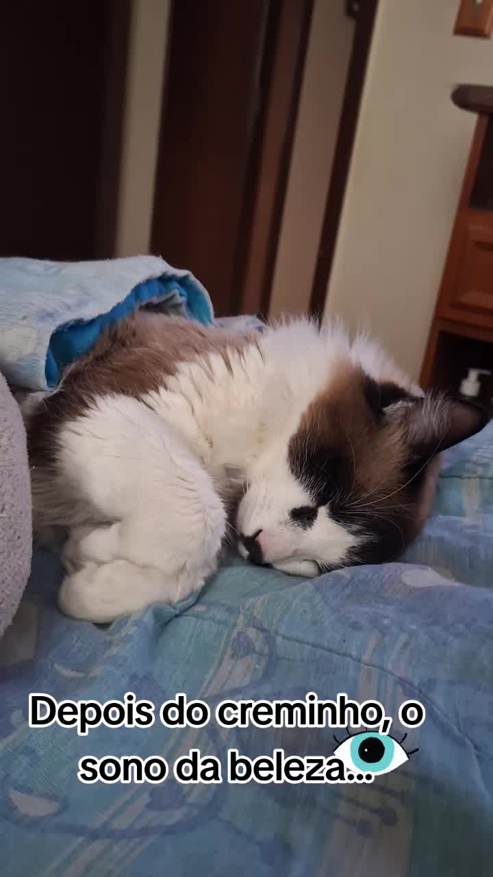 @MagdaAmoAnimais😾🐶🕊
