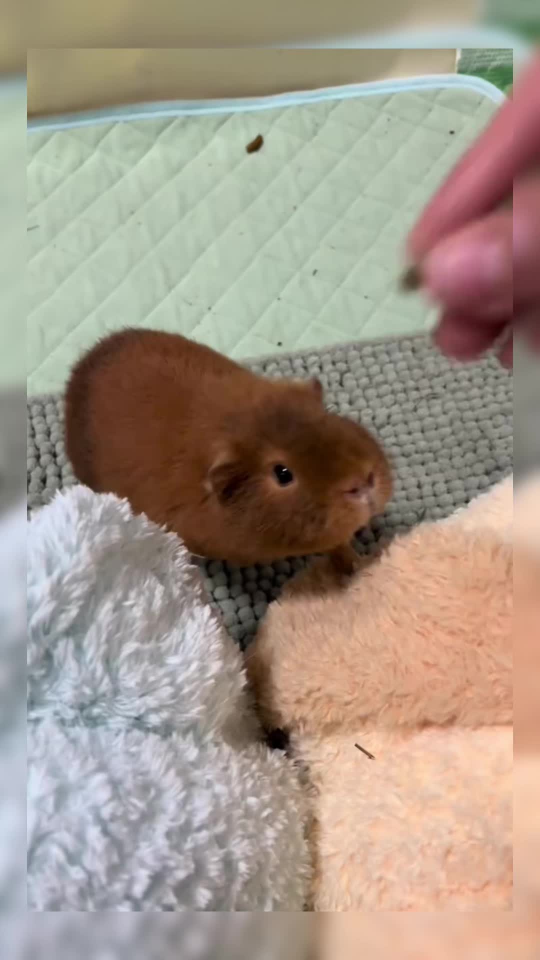 @CuteAnimal