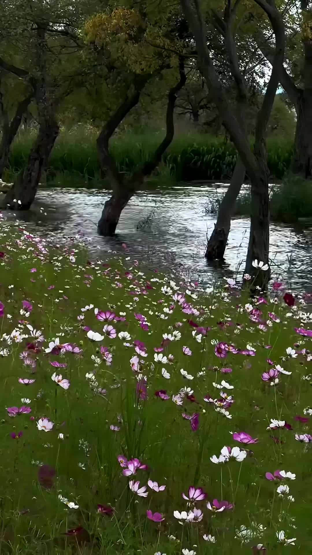 @miau65042059