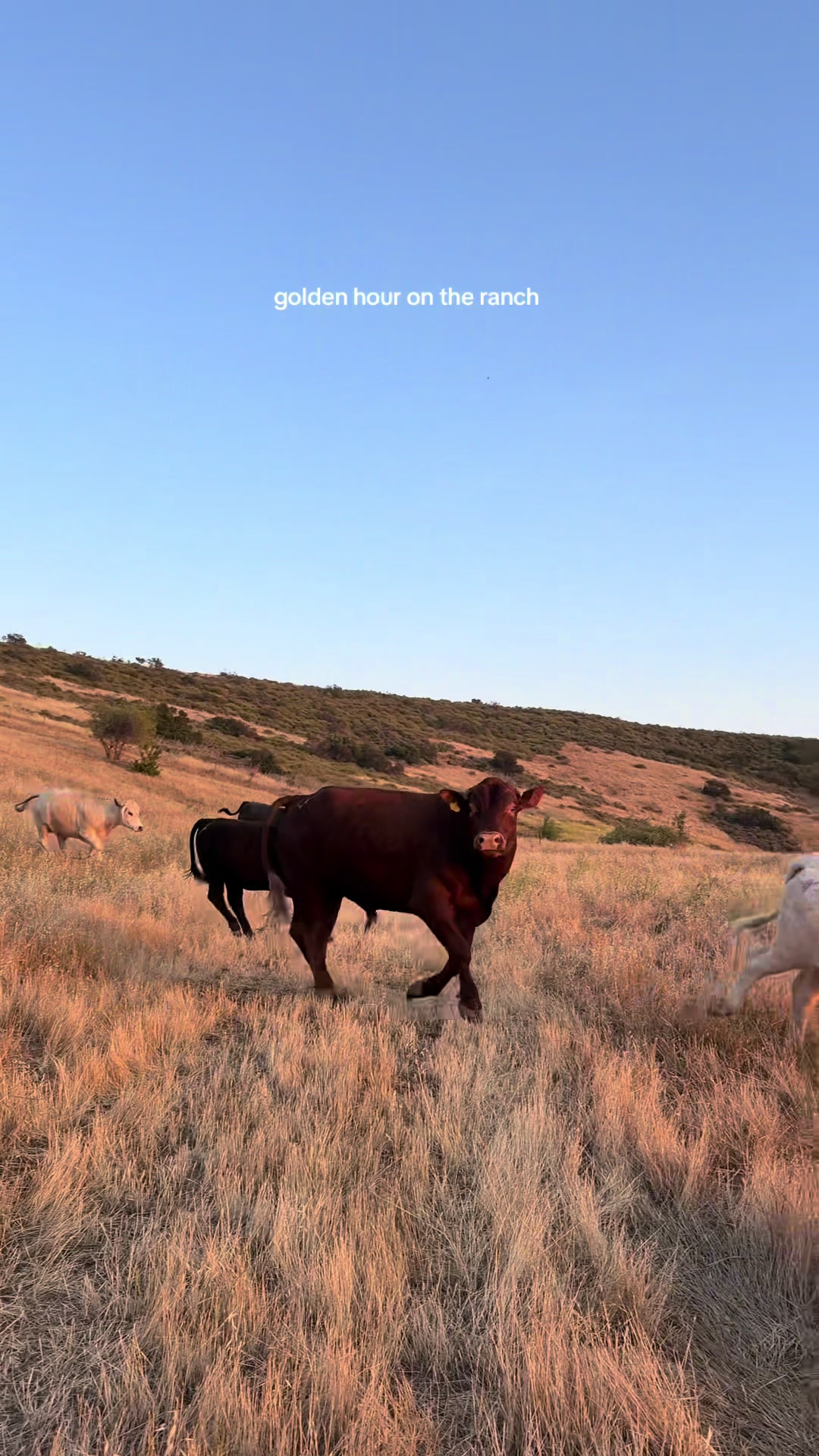 @hvrcattle