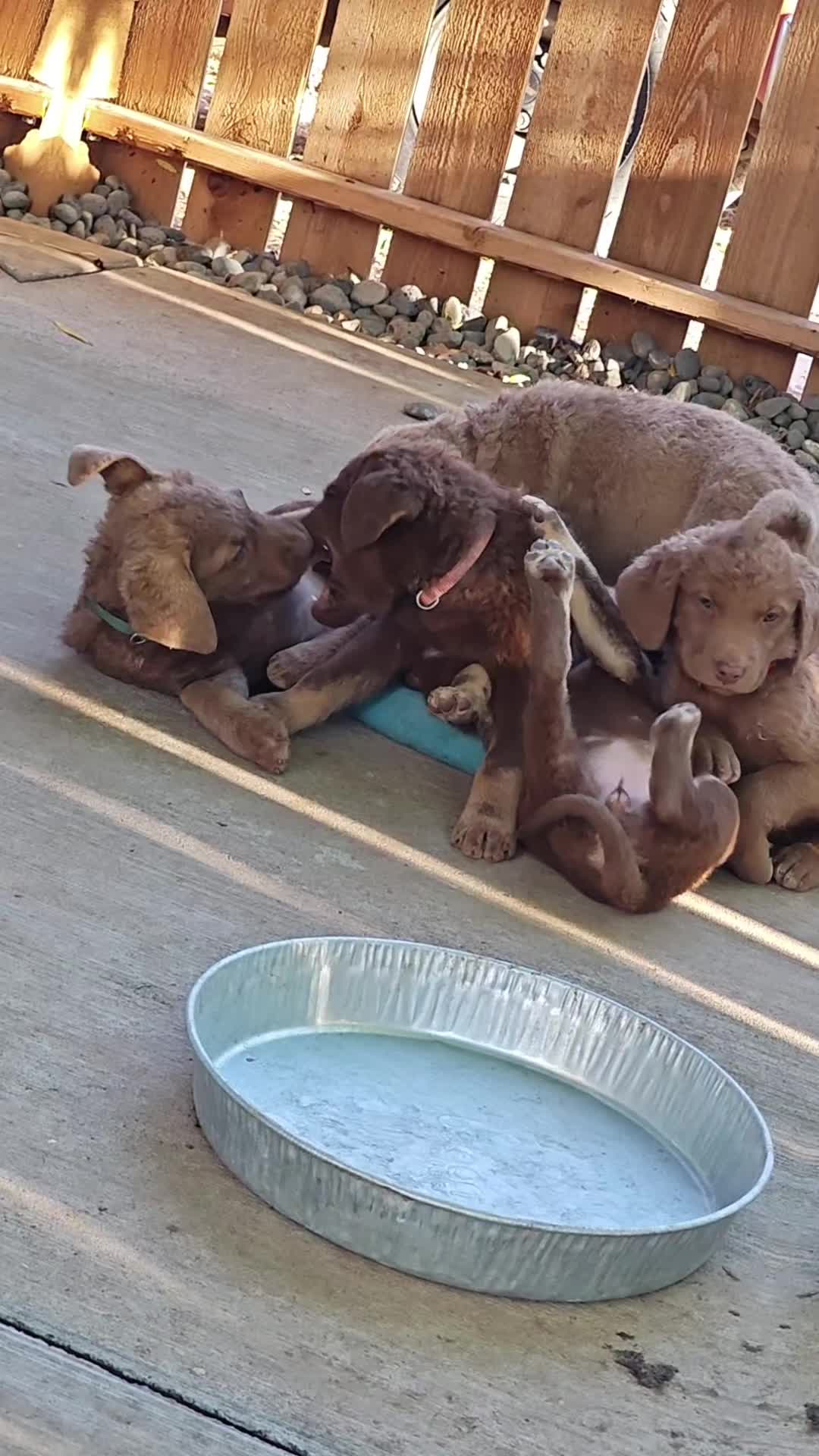 @DesertOasisKennels