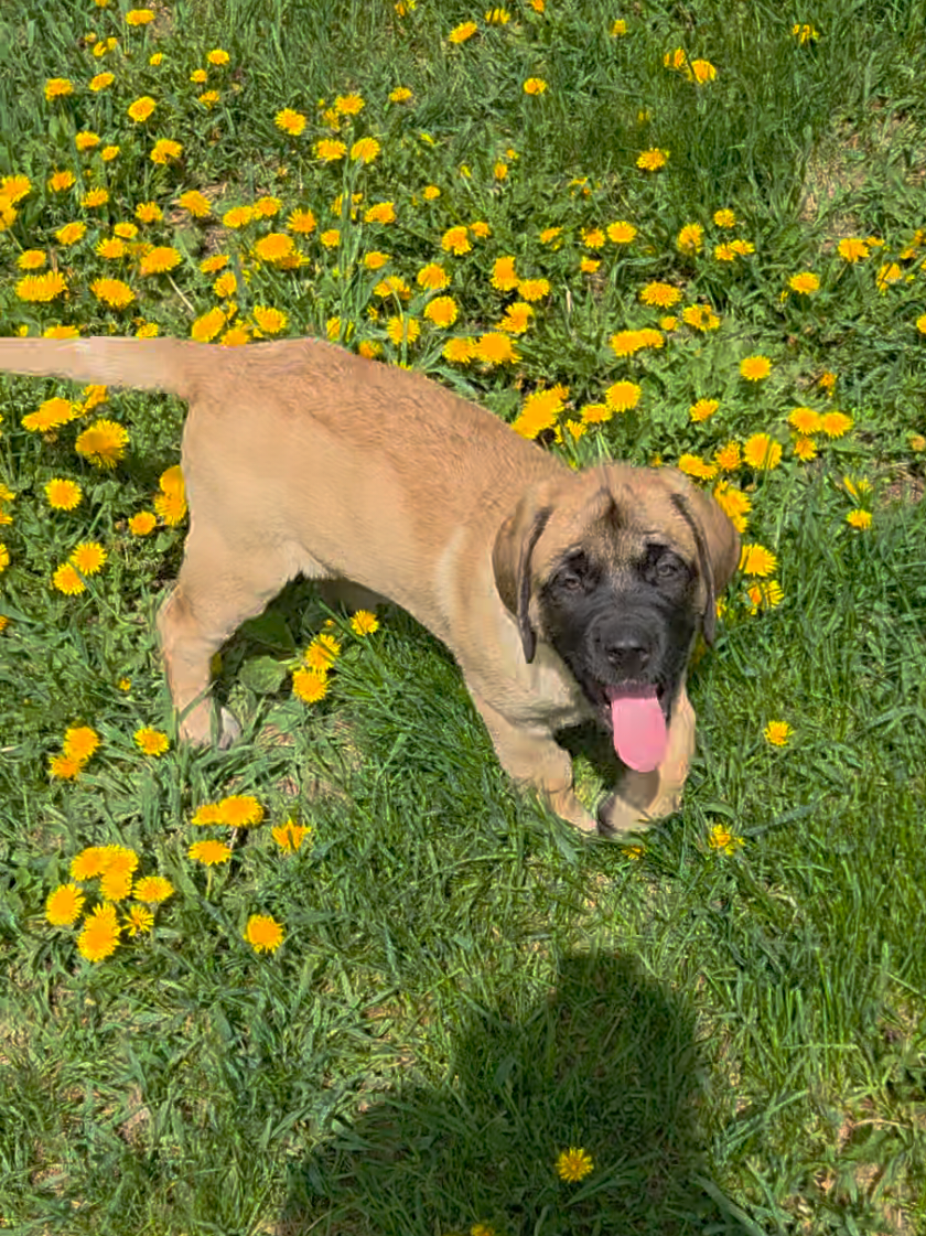 @Maple Mastiffs