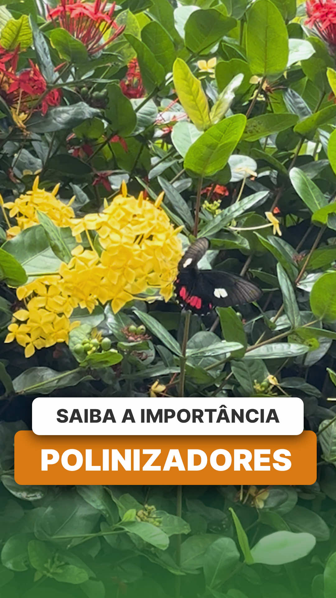 @ViveiroProMudas