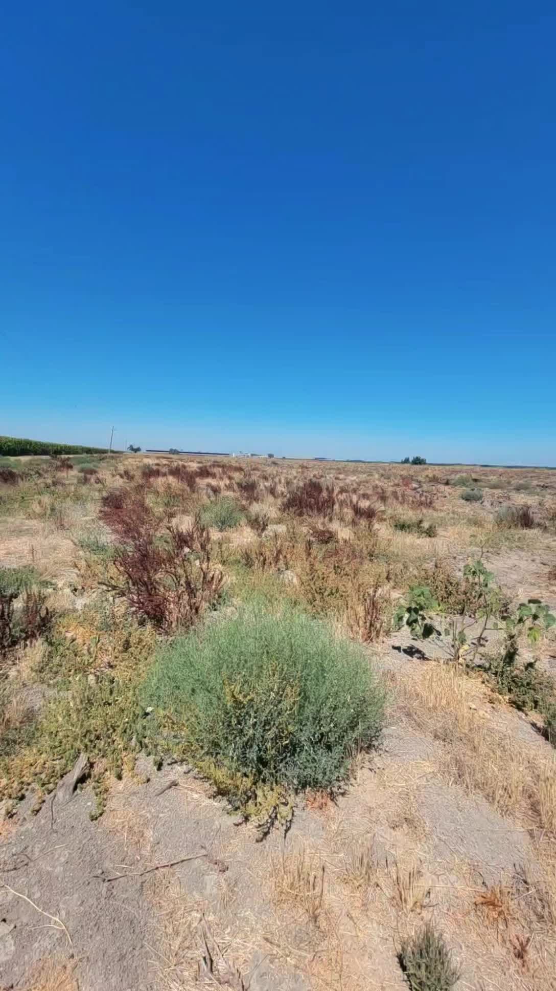 @schell1967
